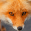 foxdraakkin