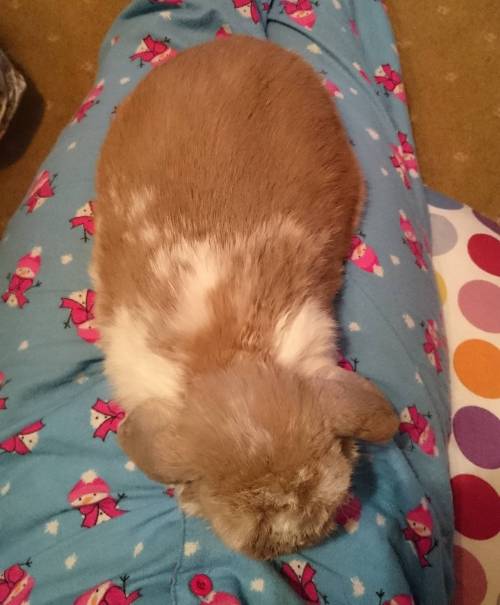 Lap bunny! #jubbybunny #jubby #rabbit #lop #minilop #hollandlop #cute #lapin #kawaii #usagi #petsofi