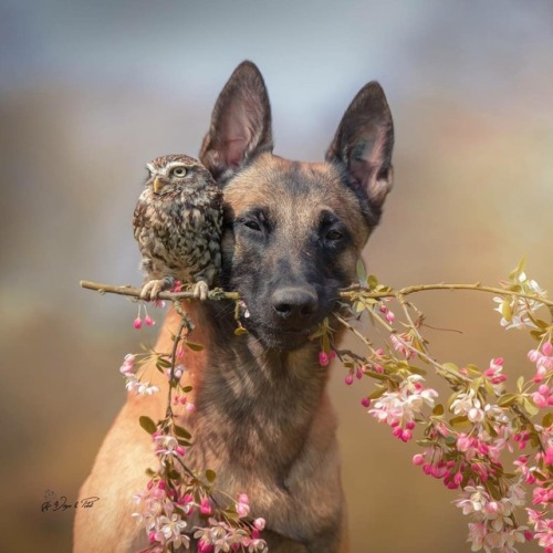 awwcutepets:Whenever Ingo has a stick, Poldi is flying there