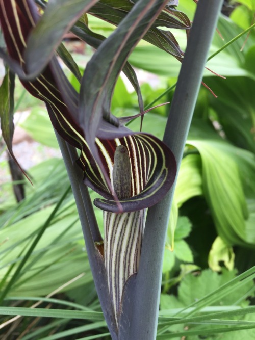 5-and-a-half-acres:Arisaema. Don’t know the species (maybe ciliatum) but it spreads itself around th