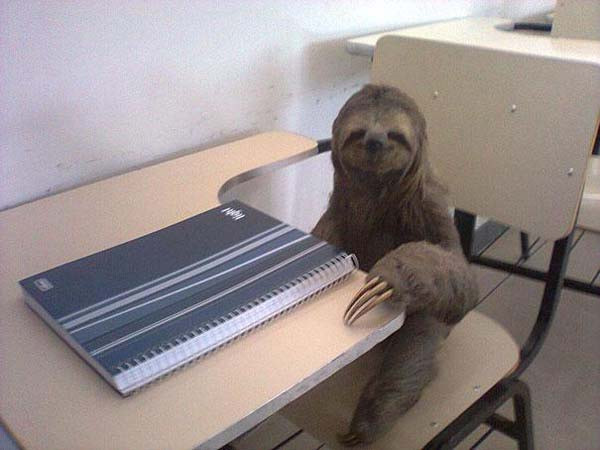animal-factbook:  Sloths actually do attend schools in large numbers. However, their