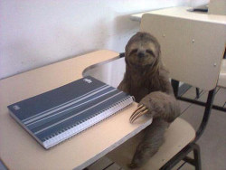 animal-factbook:  Sloths actually do attend schools in large numbers. However, their tendency to fall asleep during lectures prevents them from succeeding, thus many fail out. It’s a very troubling phenomenon and several NGOs have been created in order