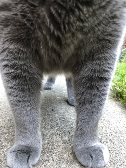 mrstark1:Can we take a second to appreciate how cute kitty paws are?