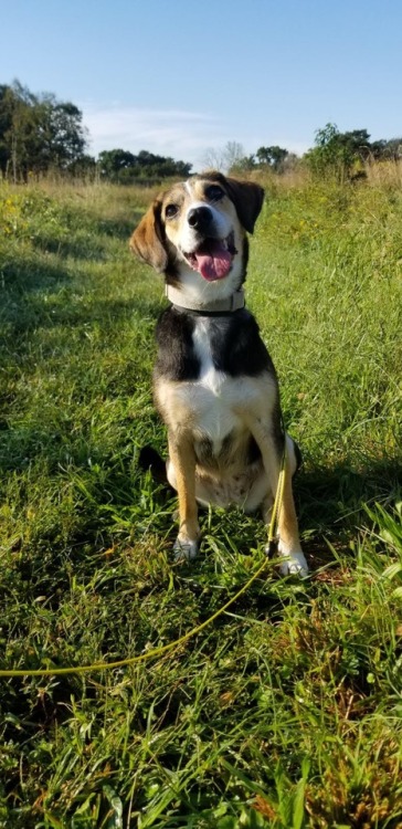 Testimonial 61We adopted Remy from a shelter after she’d been there for four months and all he