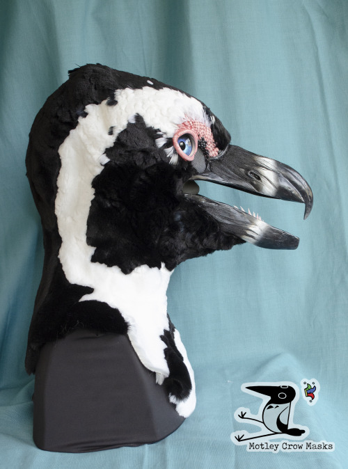 An african penguin mask - commissioned, not for sale. Features punched feathers on the eyebrows, and