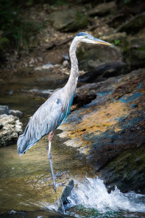 Blue heron in the Cummins Falls State Park, Tennessee. Nikon D500 @photographyaeipathy