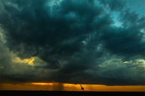 Golden sunsets of Masai Mara Natural Reserve, captured by Paul Goldstein.