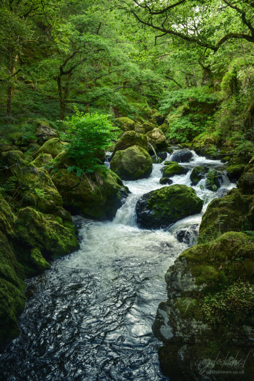 mydododied:Coed Cymerau
