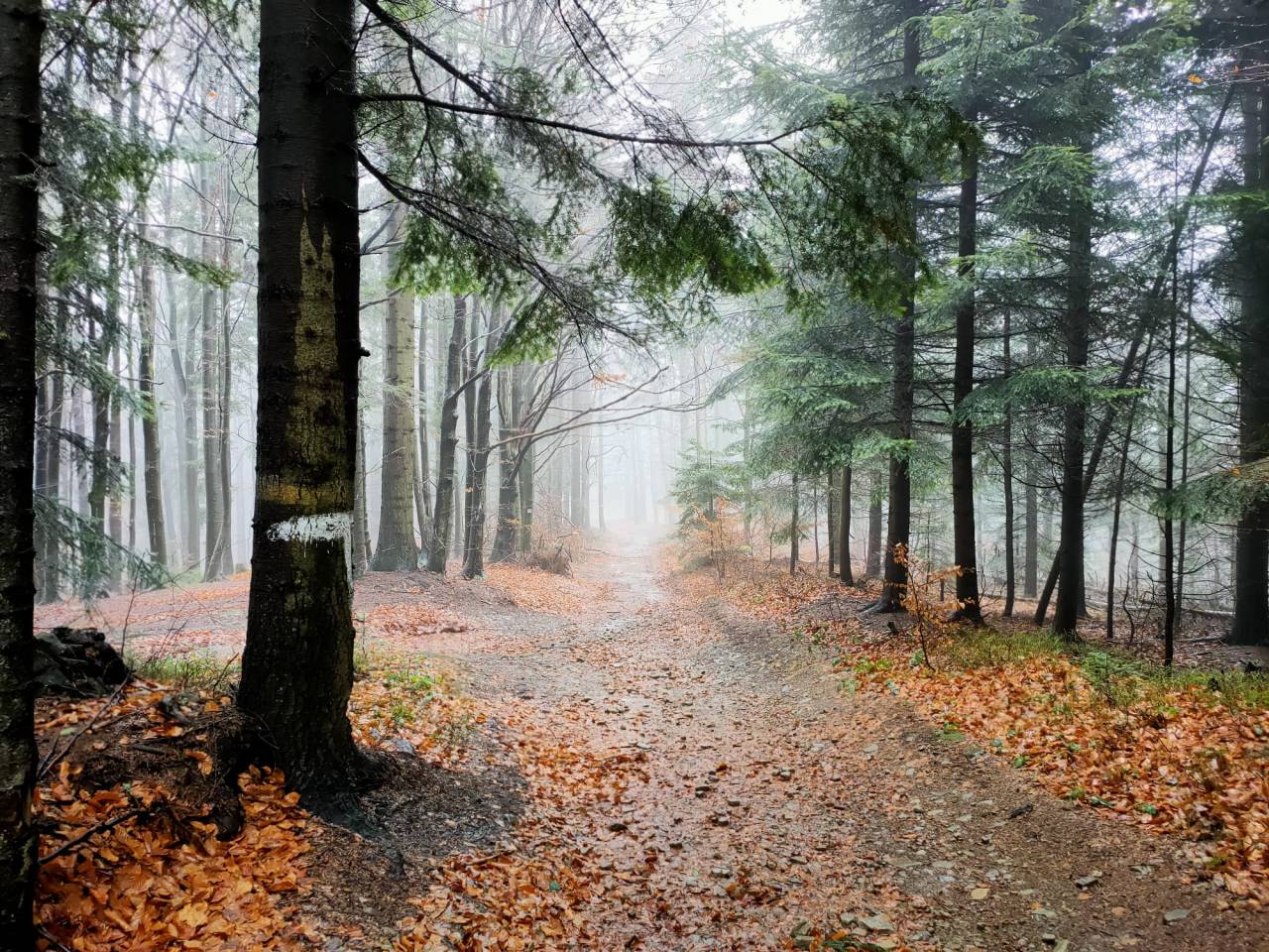 Foggy trail in Little Beskid, Western Carpathian Mountains, Poland [4000x3000][OC] via /r/EarthPorn https://ift.tt/3HUBpGr #IFTTT#reddit
