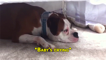 mommytojoshie:  sizvideos:  Video   Omg that is too sweet!!