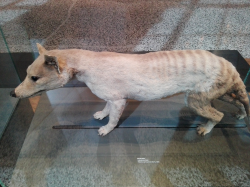 Just Remembered They Had Both A Thylacine Mount AND Skeleton In The Museum In Darmstadt So I Needed To