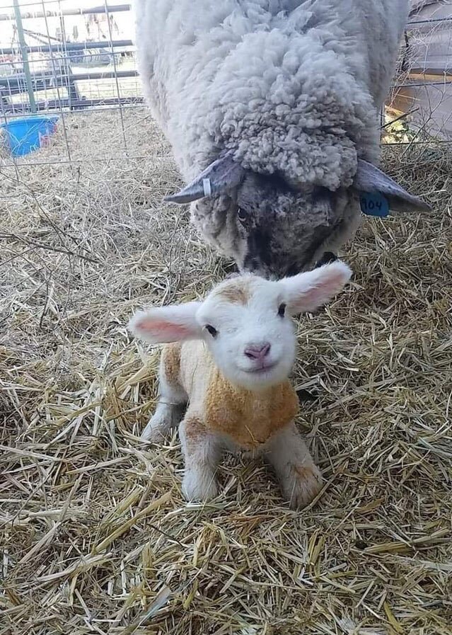 🐑 Doğduktan 15 dk sonra...