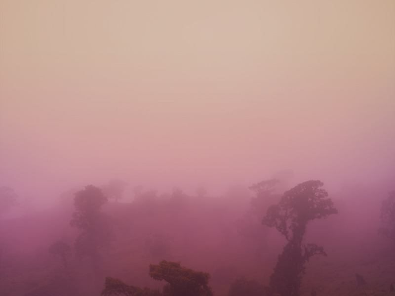 sickpage:  Brendan Austin Cloud Forest