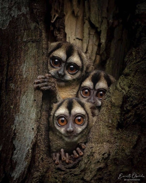 Night monkeys, also known as the owl monkeys or douroucoulis by Ernesto Obando
