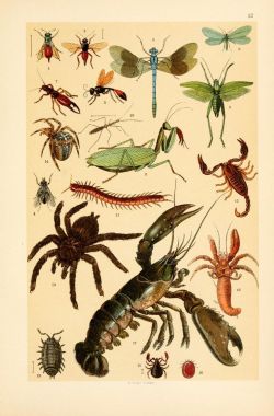 nemfrog:  Insects and a lobster. Popular