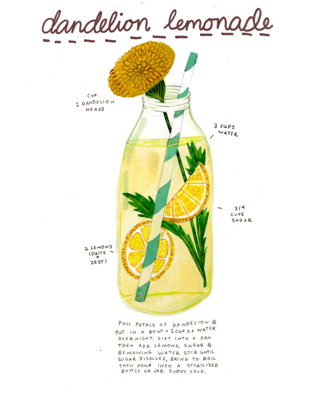 Dandelion Lemonade 1 cup dandelion heads* 3 cups water 3/4 cups sugar 2 lemon juice and zest Pull petals from dandelion and put...