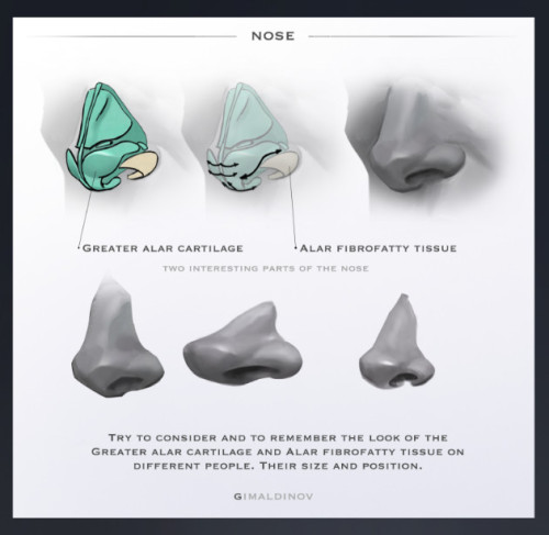 drawingden:Nose Anatomy Tips by Arthur Gimaldinov