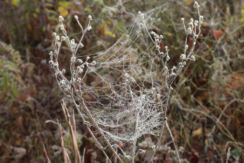 vandaliatraveler:Although the arachnids that created them are long gone, their beautifully-spun mast