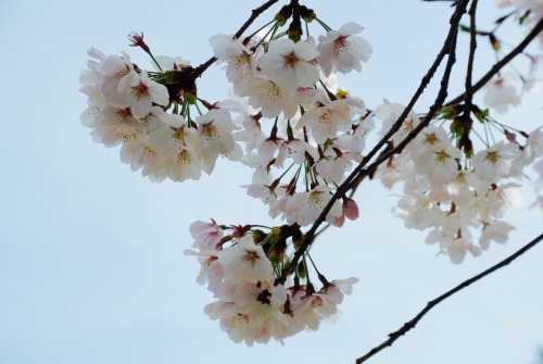 Cherry Blossom in Hiroshima.