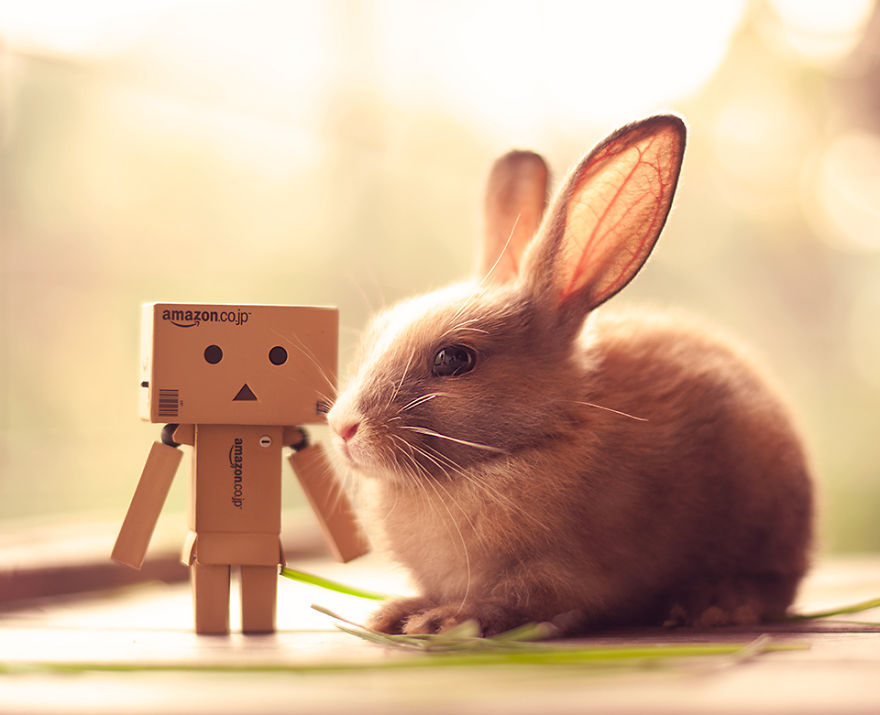 enjoyablee:boredpanda:My Bunnies Are My Models  *HEAVY BREATHIN*