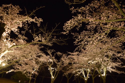 夜桜