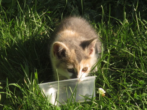 ohnopicturesofanothercat: She smol. A kitten has been visiting the garden, so I put out some food.