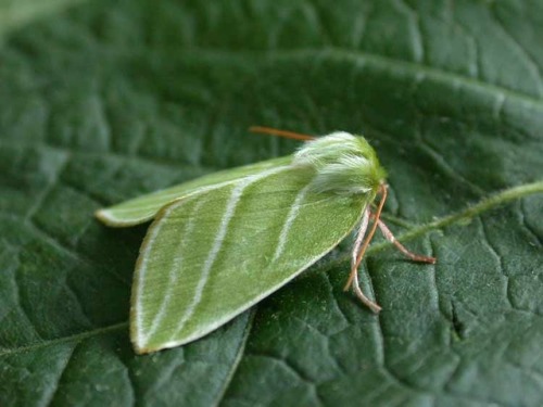 end0skeletal: The Green Silver-lines (Pseudoips prasinana) is a moth common in wooded regions of Nor