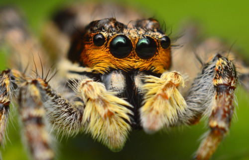 kas-e: Previously unpublished Jumping spider portraits.  Species in order, as follows.  P. Mystaceus