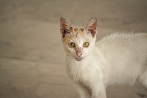 Campus Cats by artoffablesI started documenting some friendly feral cats living in the turfs of my u