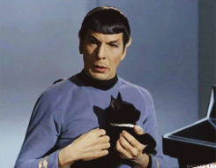 Spock & Isis, the cat