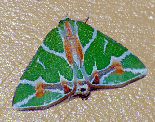 Porn photo onenicebugperday:  Emerald moths in the subfamily