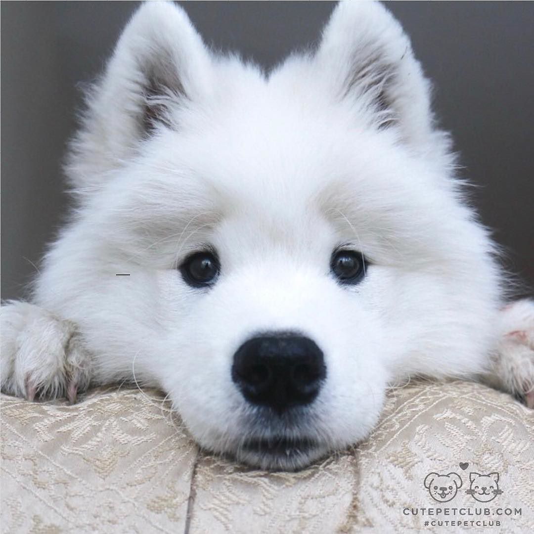 cutepetclub:  From @wscam: “I know you have a treat and I want it NOW 😤” #cutepetclub