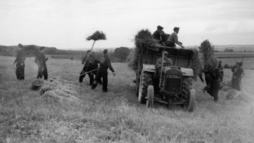 Italian prisoners of war working on the land in Britain during WW2.