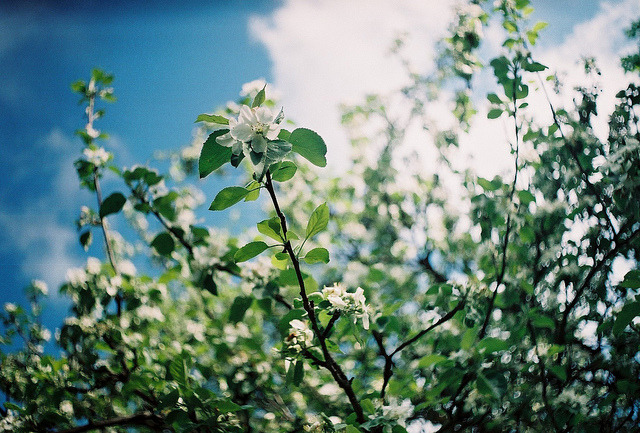 shoshonney:  spring cliché by Liis Klammer on Flickr. 