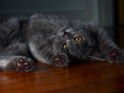 flickr:This is Jemima, a Blue British Shorthair.