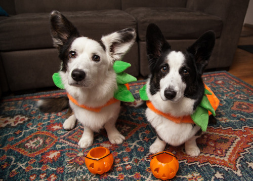 stormycorgis:  The boys are ready for Halloween.  