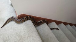 reptiliaherps:   In which Oliver learns how to use the stairs. 