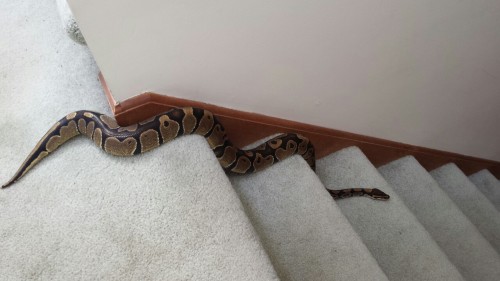 reptiliaherps:In which Oliver learns how to use the stairs.