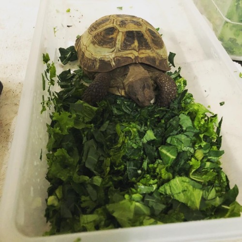 Putin is always hogging the greens! #russian #tortoise #paintedreptile #losangeles #green #chowingdo