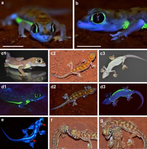 shinyx2:(via Neon-green fluorescence in the desert gecko Pachydactylus rangei caused by iridophores 