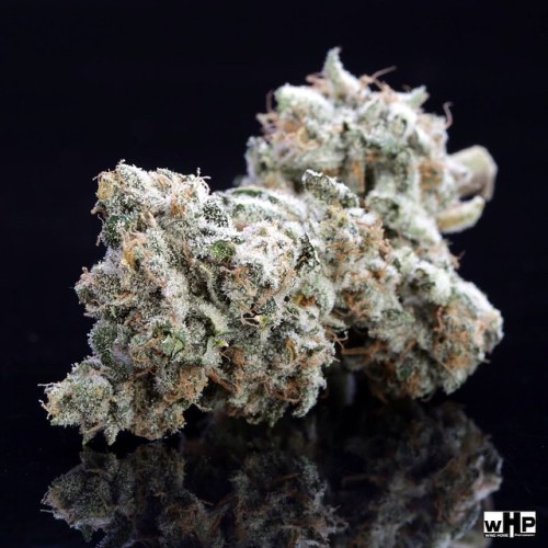 weedporndaily:  @bombsquadgrowers  These guys treat me so good. Not only do i get paid to photograph #topshelf #flower but then i get to smoke a little after.  Truly a wonderful perk of my job when it’s #dankasfuck #lezberado strain from by @windhome