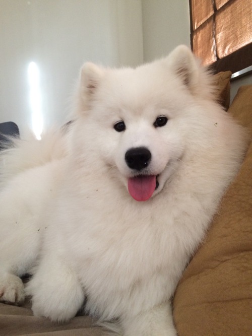 sammiethesamoyed:She’s sexy and she knows it!