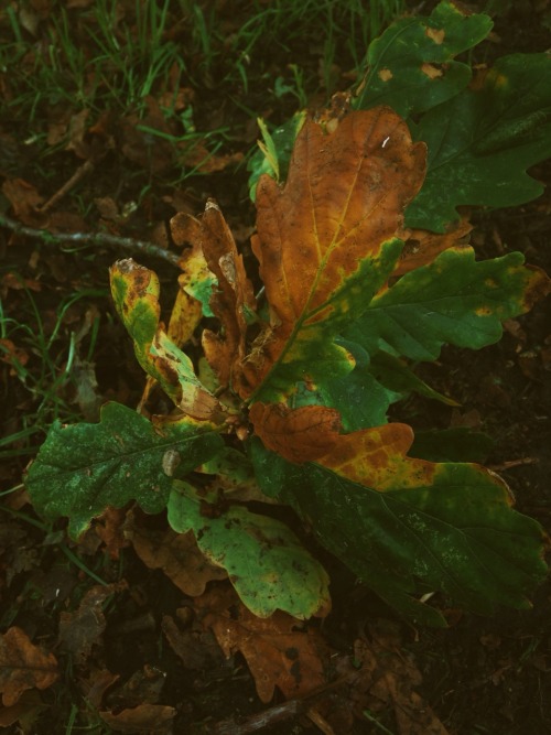 ironmist:Traces of Fall.
