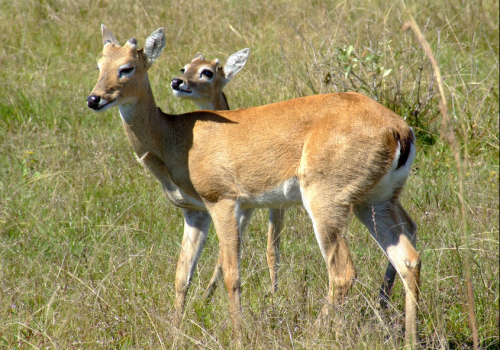 Pampas Deer (Ozotoceros bezoarticus)