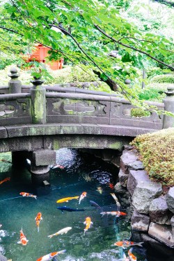 danlophotography:   Pond near Sensoji Shrine