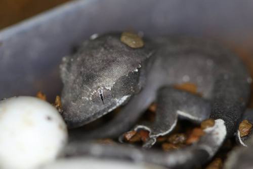 redriyo: Axanthic Crested Geckos finally hatched!We are incredibly proud and pleased to announce tha