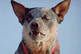 mairelon:Mad Max II: The Road Warrior + Dog, The Most Important Character 