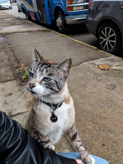 awwww-cute:  This is Loki. He lives on my street, mostly outside, and he is loved by everyone. (Source: https://ift.tt/2JSIlX1)