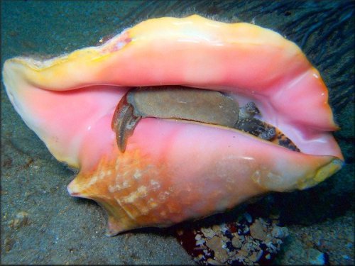 archiemcphee:Today we learned that conches, the sea-dwelling mollusks who live inside those big, b