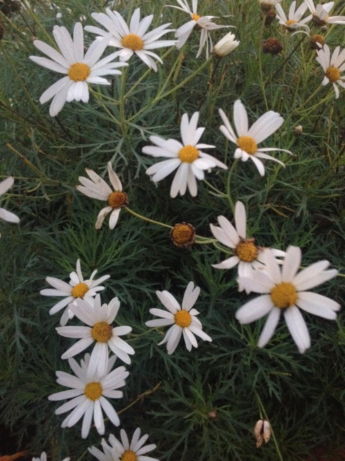 treesenpai:  these flowers help to cheer me up in the morning